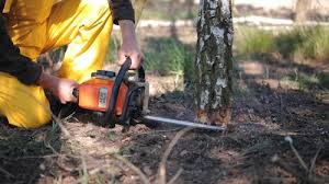 How Our Tree Care Process Works  in  Fremont, CA