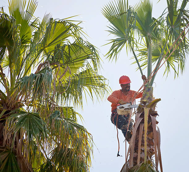 Professional Tree Care Services in Fremont, CA